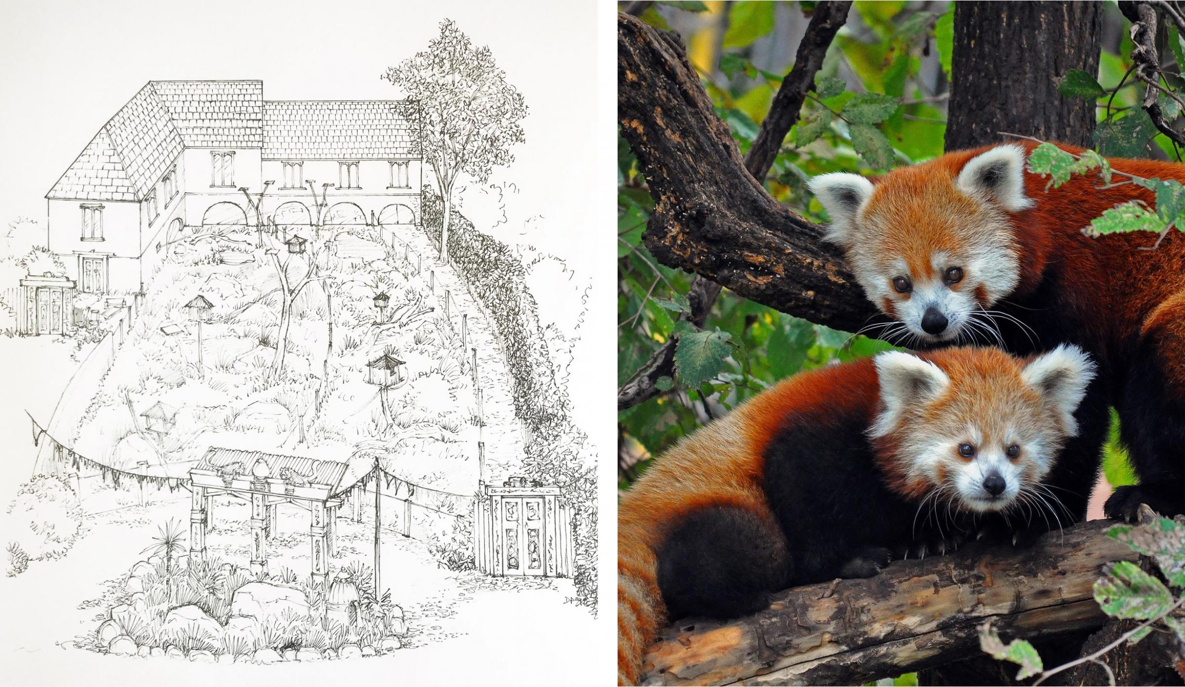 Plans For New Red Panda House At West Midland Safari Park Kidderminster Shuttle